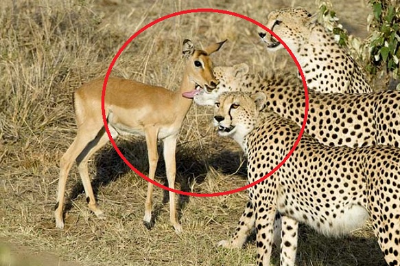 Tri geparda okružila malu antilopu, a zatim se desilo nešto potpuno neočekivano!