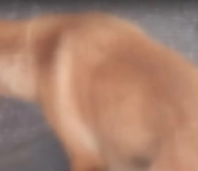 Mučki snimao i ubio štene daskom sa ekserima: Jezive slike kruže…