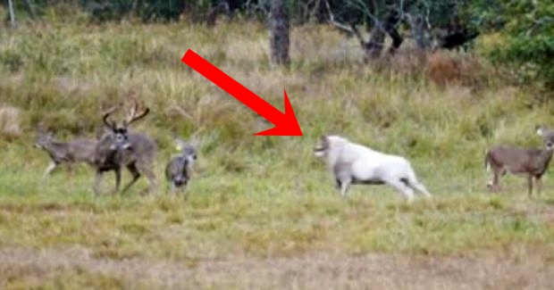 Nabrijani ovan zaletio se da rogovima udari jelena koji je pasao travu u šumi. To mu je bila NAJVEĆA GREŠKA U ŽIVOTU! (VIDEO)