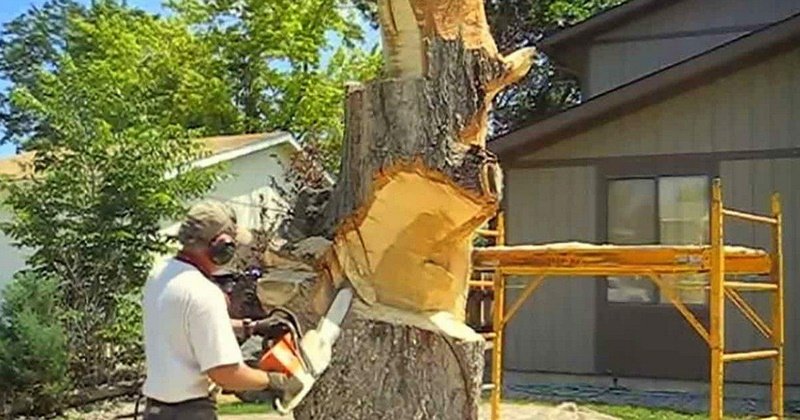 Uzeo je motornu pilu i počeo rezati stablo: Kad je završio svi su ostali bez teksta (VIDEO)