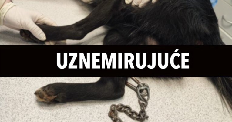 UZNEMIRUJUĆE: Kod Varaždina nađen pas kojem su probušili nogu da provuku lanac