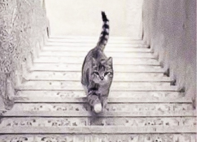 Dobro pogledajte sliku i recite da li mačka ide uz ili niz stepenice. Odgovor goviri mnogo o vama…