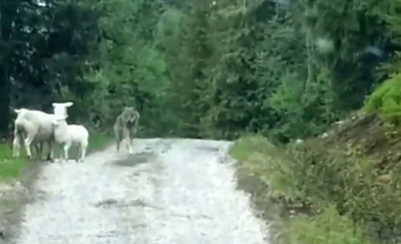 Pogledajte kako je vuk napao ovcu i dvoje janjadi, ali dogodilo se nešto neočekivano (VIDEO)