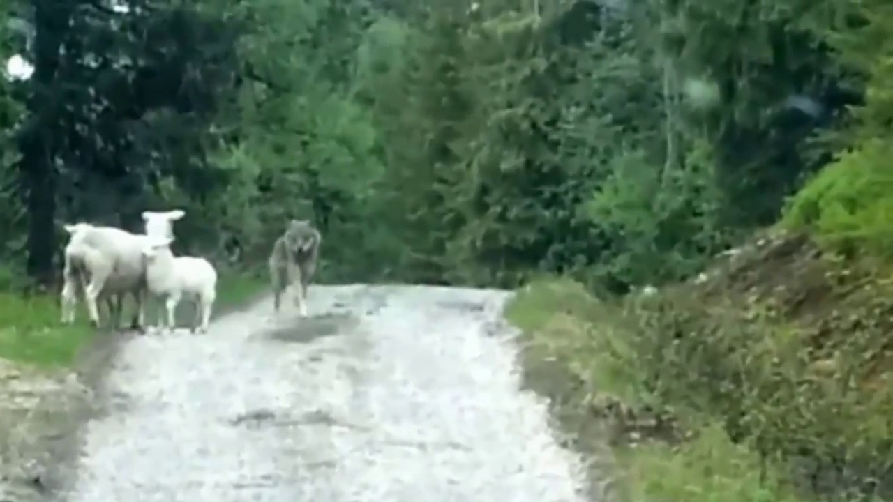 Pogledajte kako je vuk napao ovcu i dvoje janjadi, ali dogodilo se nešto neočekivano (VIDEO)