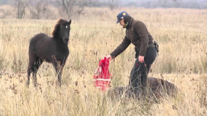 (VIDEO) Oslobodio je zarobljenog divljeg konja – umjesto da pobjegne, rastopio mu je srce