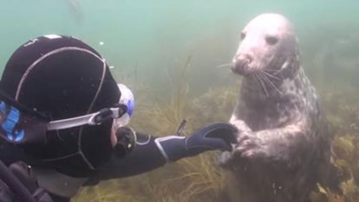 VIDEO: Zbunjeni ronioc nije znao šta foka želi od njega, a onda ga je životinja uhvatila za ruku