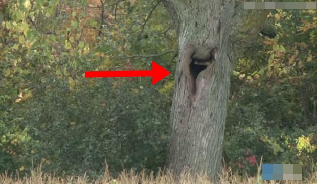 VIDEO: Dvije noći zaredom čula je plač iz šume, kada je prišla jednom starom stablu imala je šta da vidi…