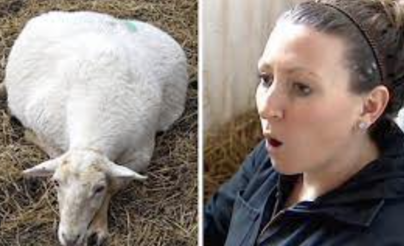 Veterinar joj je rekao da će ovca koja je nosila jagnjad uginuti, ali kada je ušla u štalu bila je izbezumljena!