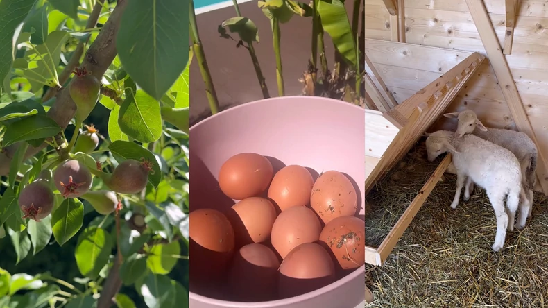 Seka Aleksić napravila štalu u dvorištu: Sakuplja jaja od kokošaka, zasadila luk a ima i jagnjad