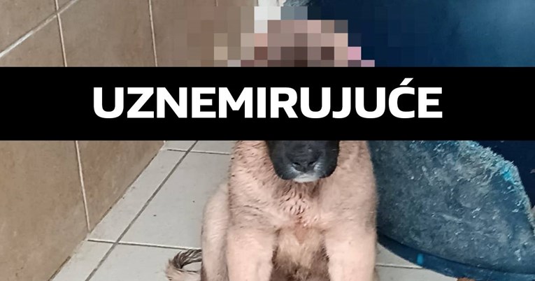 Neko je psiću starom tri mjeseca odrezao uši i ostavio ga na cesti